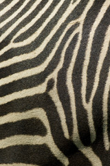 Zebra stripes in close up