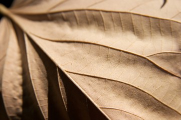 Closeup of a fallen autumn leaf