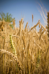 wheat field