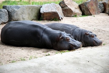 Hippopotamus Animal