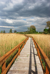 Fototapeta na wymiar Drewniana ścieżka w rezerwie na umierającego jeziora Zuvintas, Litwy.