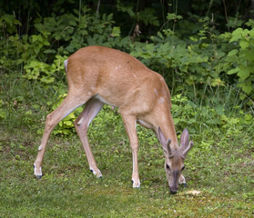 whitetail buck in velvet having an evening meal
