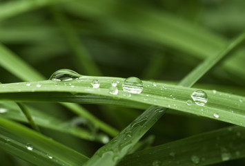 Raindrops On Blades Of Grass