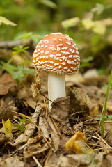 The mushroom a fly agaric grows among leaves