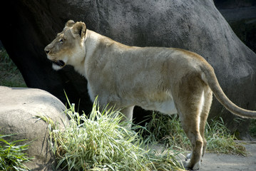 Female lion staring into the distance while standing