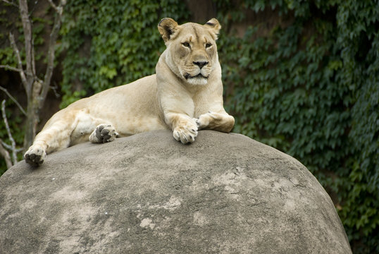 One Lioness Laying On A Large Rock