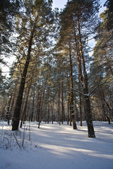 view series: winter snowy forest in the morning