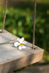 Fototapeta premium Spring flower