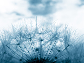 Blue toned image of dandelion clock in meadow