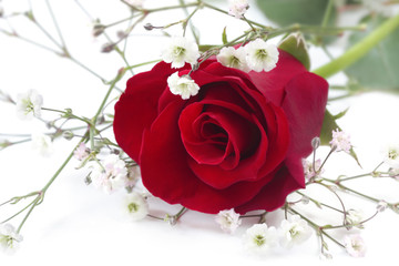 Single red rosebud with white bridal veil flowers, on white.