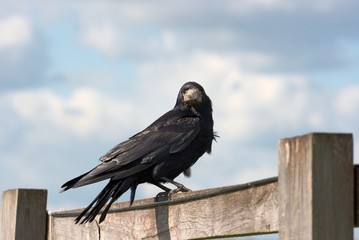 Black crow on a wooden fence