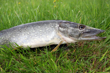 Räuber