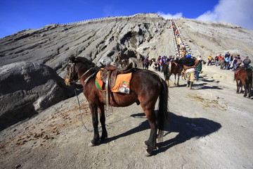 cheval pour ascencion du mont bromo java © jf Lefèvre
