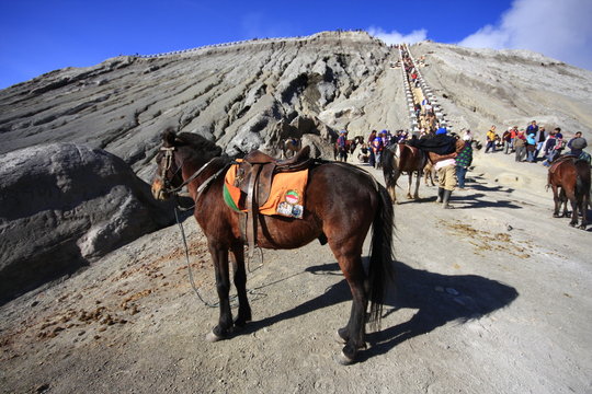 cheval pour ascencion du mont bromo java