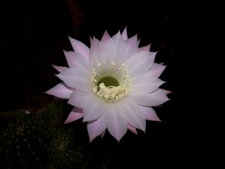 cactus fleur