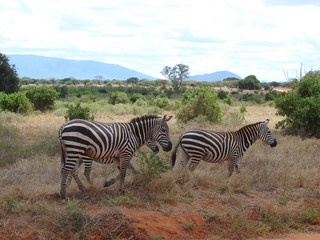 Masai zebras