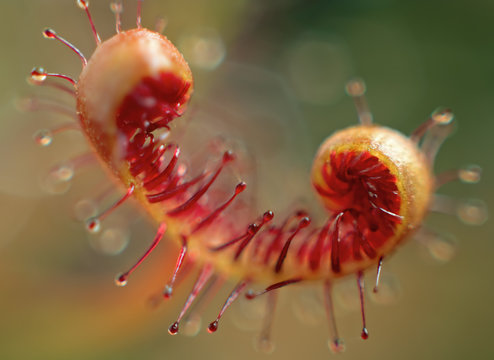 close-up forked sundew leaf (Drosera binata)