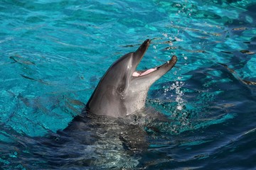 Playful bottlenose dolphin splashing water and mouth open