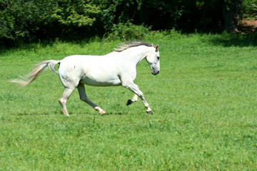 Obraz na płótnie Canvas A White horse running in a green field