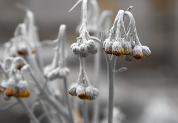 Dry, dieing plant in the winter
