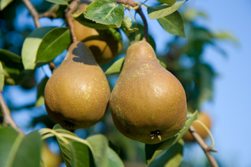 Juicy pears on branch