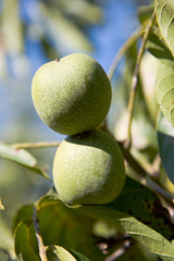 Green rough unripe walnuts. closeup on the branch.