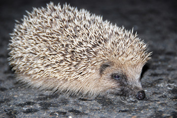 Hérisson sur la route