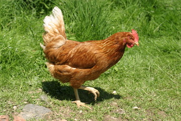 hen outside