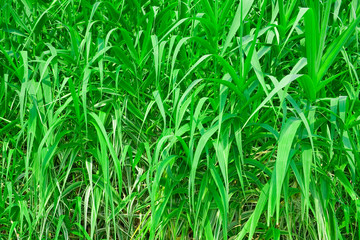 green nature background from corn