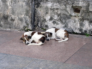 Deux chiens jumeaux couchés sur le sol.