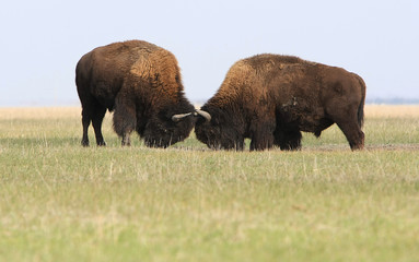 Two wild buffalos fights. Askania-Nova. Ukraine