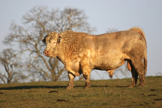 Adult bull standing in field in france