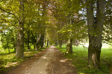 Alley of the trees with footpath