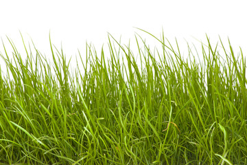 green grass isolated on white background