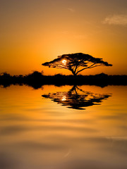 Obraz premium Drzewo akacjowe o wschodzie słońca