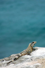 iguana