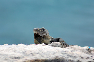 iguana