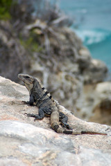 iguana