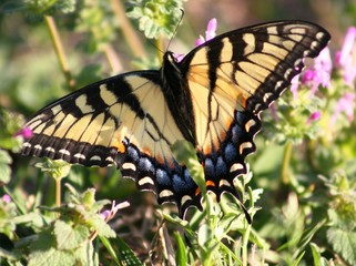 Yellow and Black Butterfly in the Yard