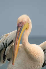Pelican