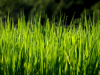 Obraz premium rosée