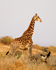 giraffe walking  across the  african bush