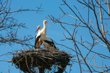 Fototapeta premium A stork standing in its nest, family of stork