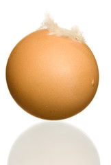 Egg with feather
