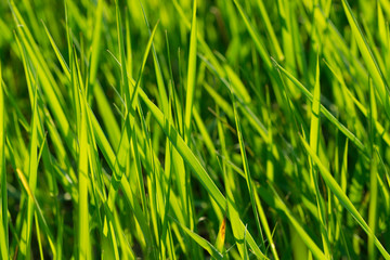 Green grass, vivid natural background