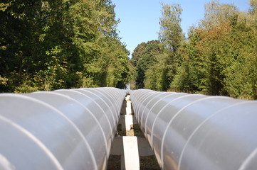A gray pipeline crossing an  old forest