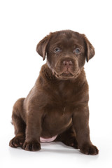 Labrador Retriever puppy on white