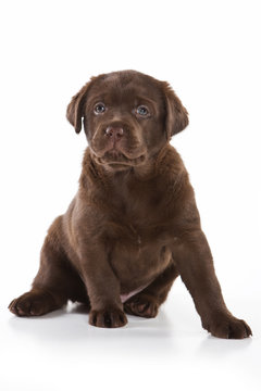 Labrador Retriever puppy on white