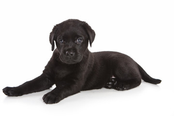 Labrador Retriever puppy on white