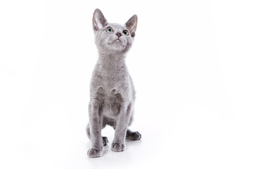 Russian blue kitten on white background